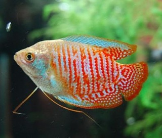 Male Neon Dwarf Red Gourami – Country Lifestyle