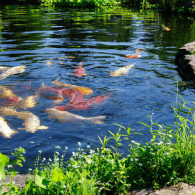 Pond Fish