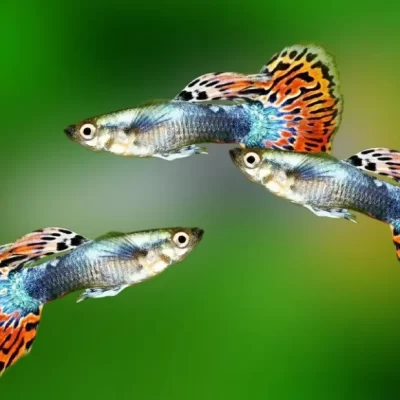 Tropical Fish