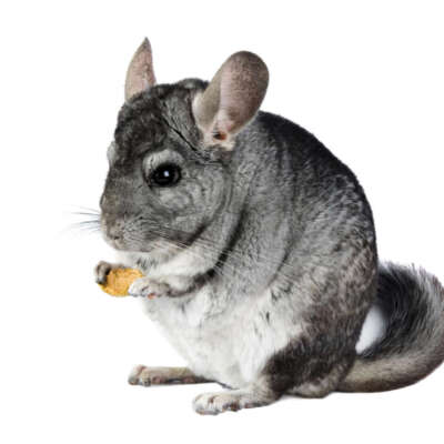 Chinchilla