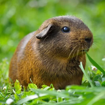 Guinea Pig