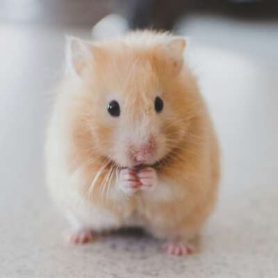Hamster