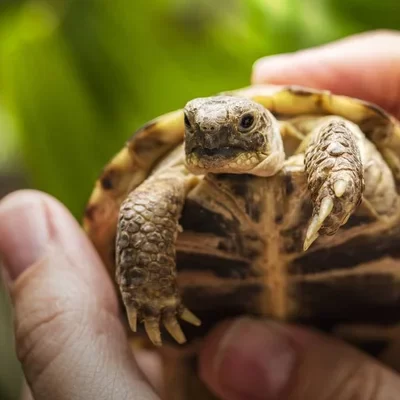 Turtle / Terrapin Food