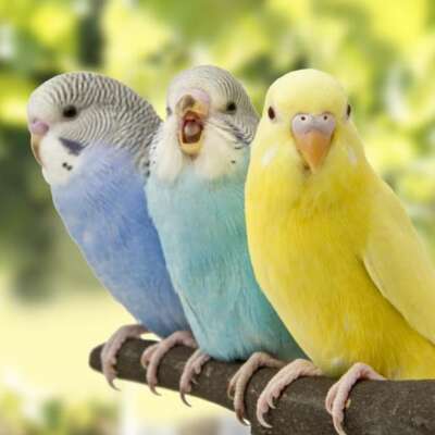 Budgie