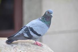 Pigeon