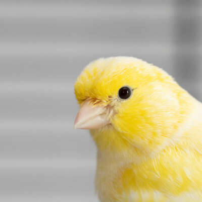 Canary