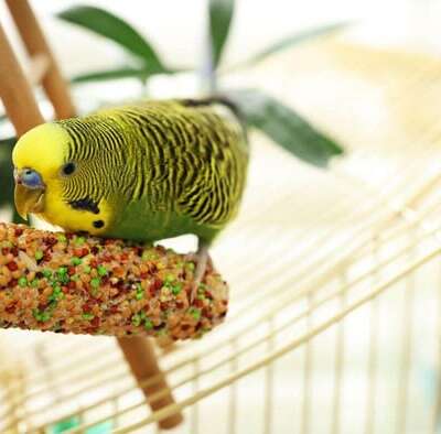 Bird Treats