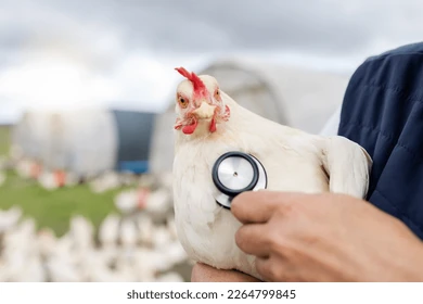 Poultry Care