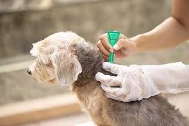 Flea Treatments