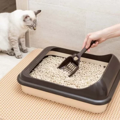 Cat Litter