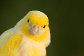 Canary