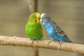 Budgie