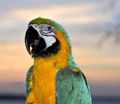 Parrot
