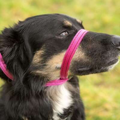 Dog Headcollars