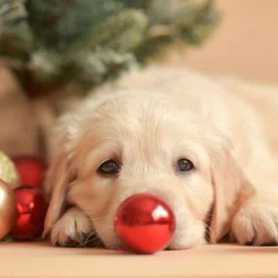 Christmas Accessories