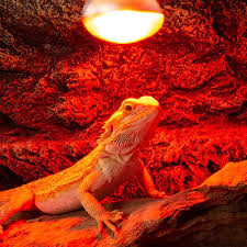 Reptile Light