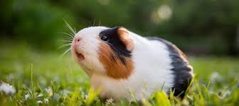 Guinea Pig