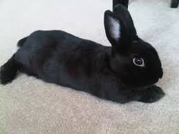 Rabbit