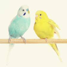 Budgie