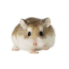 Dwarf Hamster