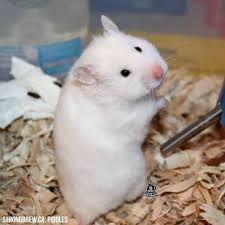 Syrian Hamster
