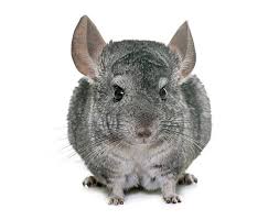 Chinchilla