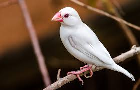 Java Sparrow