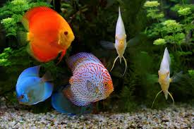 Tropical Fish
