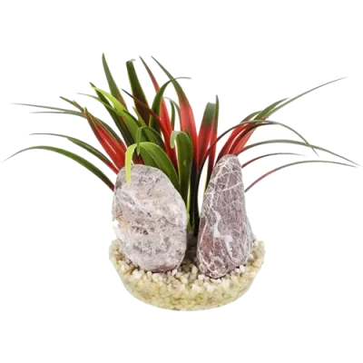 Sydeco Zebra Stone Plants