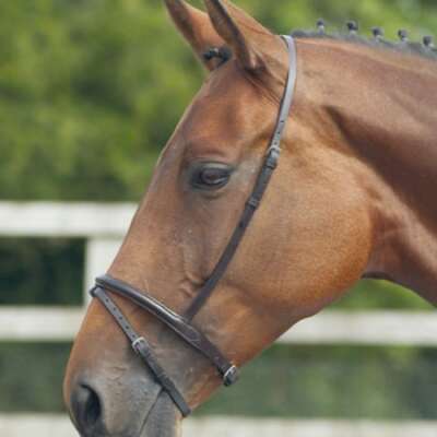 Shires Blenheim Flash Noseband Black Cob