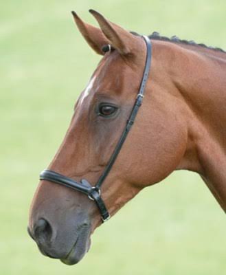 Shires Blenheim Drop Noseband Havana Pony