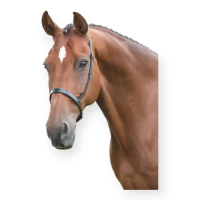 Shires Blenheim Cavasson Noseband Havana Full