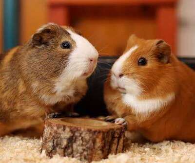 Guinea Pig