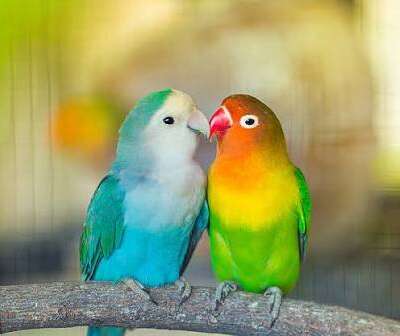 Love Birds