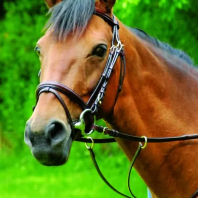 Celtic Equine Classics Running Martingale Brown/Brass Full