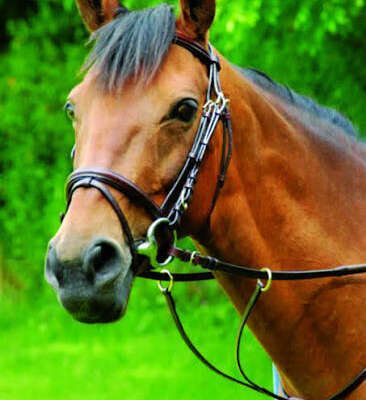Celtic Equine Classics Running Martingale Black/Brass Full