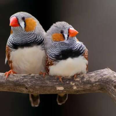 Zebra Finches