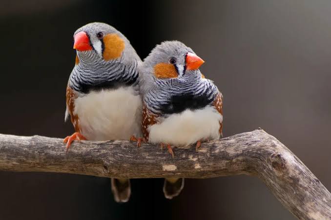 Zebra Finches